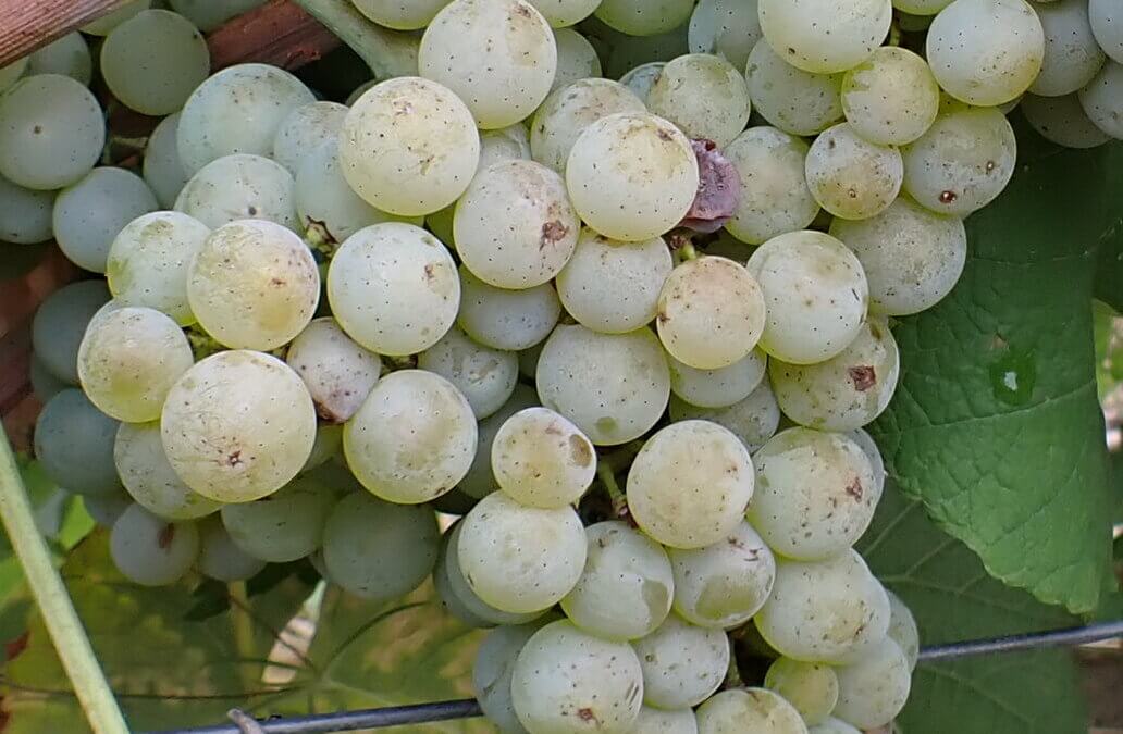 Les variétés résistantes de la vigne