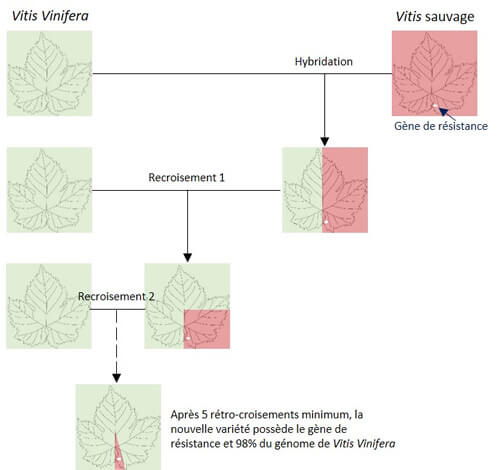 schéma-varietes-resistantes-vigne